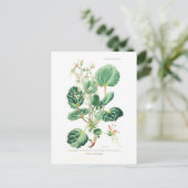 Saxifraga sarmentosa briefkaart (Staand voorkant)