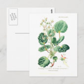 Saxifraga sarmentosa briefkaart (Voorkant / Achterkant)