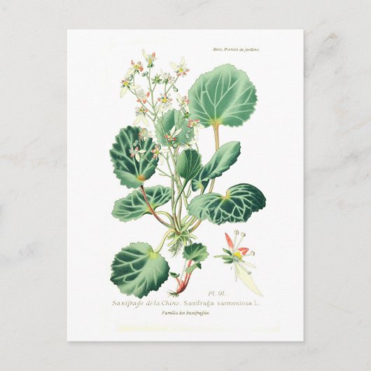 Saxifraga sarmentosa briefkaart (Voorkant)