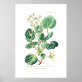 Saxifraga sarmentosa poster (Voorkant)