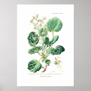 Saxifraga sarmentosa poster