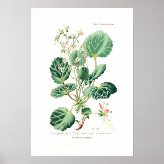 Saxifraga sarmentosa poster (Voorkant)