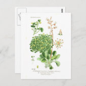 Saxifrage Briefkaart (Voorkant / Achterkant)