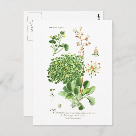 Saxifrage Briefkaart (Voorkant / Achterkant)