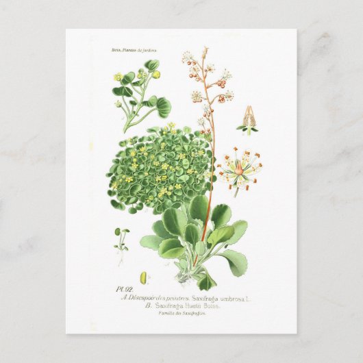 Saxifrage Briefkaart (Voorkant)
