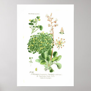 Saxifrage soorten poster