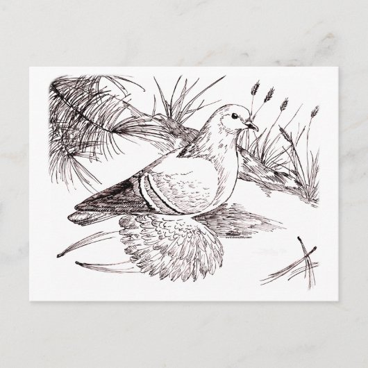 Saxon Field Pigeon Briefkaart (Voorkant)