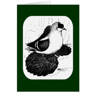 Saxon Swallow Pigeon 1978