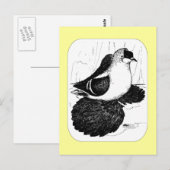 Saxon Swallow Pigeon 1978 Briefkaart (Voorkant / Achterkant)