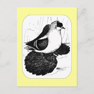 Saxon Swallow Pigeon 1978 Briefkaart