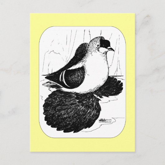 Saxon Swallow Pigeon 1978 Briefkaart (Voorkant)