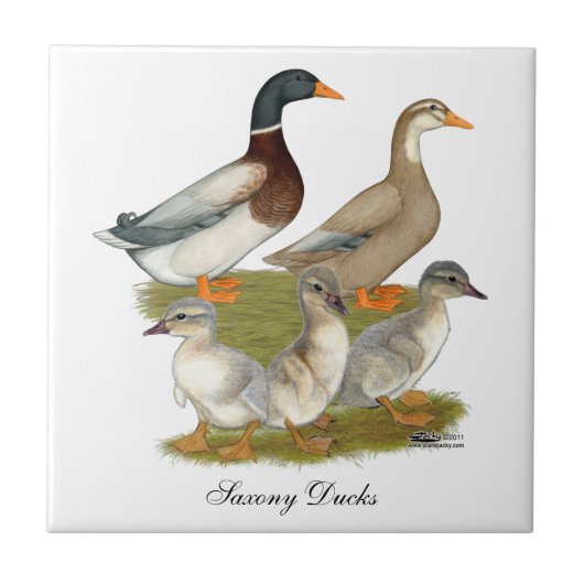 Saxony Duck Family Tegeltje (Voorkant)
