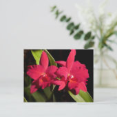 SC Madge Fordyce "Red Orb" AM/AOS Briefkaart (Staand voorkant)