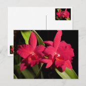 SC Madge Fordyce "Red Orb" AM/AOS Briefkaart (Voorkant / Achterkant)