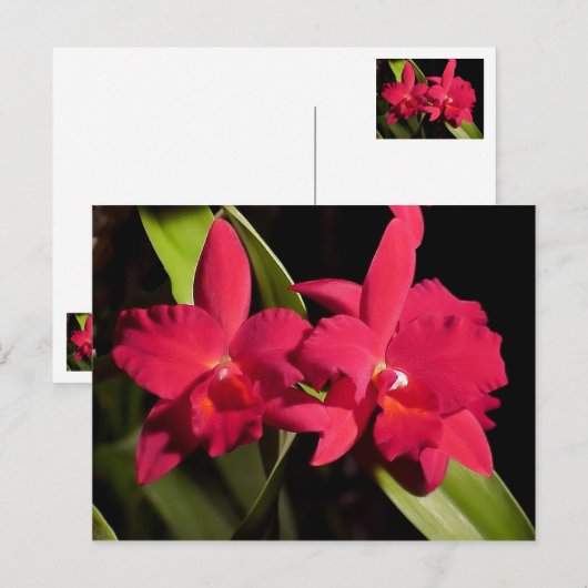 SC Madge Fordyce "Red Orb" AM/AOS Briefkaart (Voorkant / Achterkant)