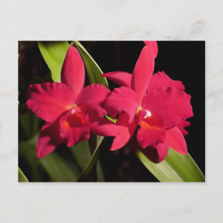 SC Madge Fordyce "Red Orb" AM/AOS Briefkaart