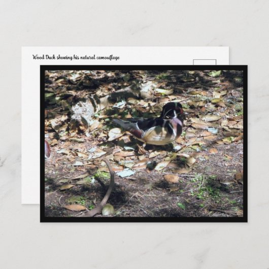 SC Wood Duck Briefkaart (Voorkant / Achterkant)