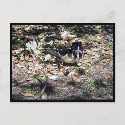 SC Wood Duck Briefkaart (Voorkant)