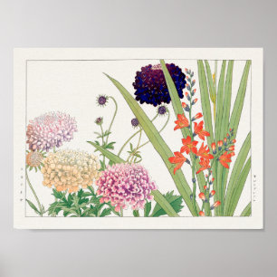Scabiosa, Montbretia, van Tanigami Konan Poster