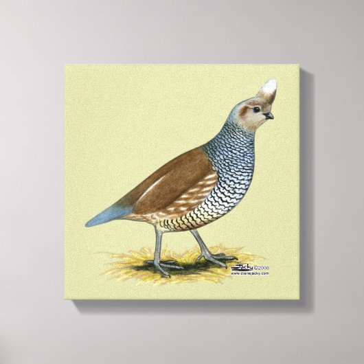 Scaled Quail Canvas Afdruk (Voorkant)