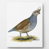 Scaled Quail Fotoplaat (Voorkant)