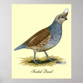 Scaled Quail Poster (Voorkant)
