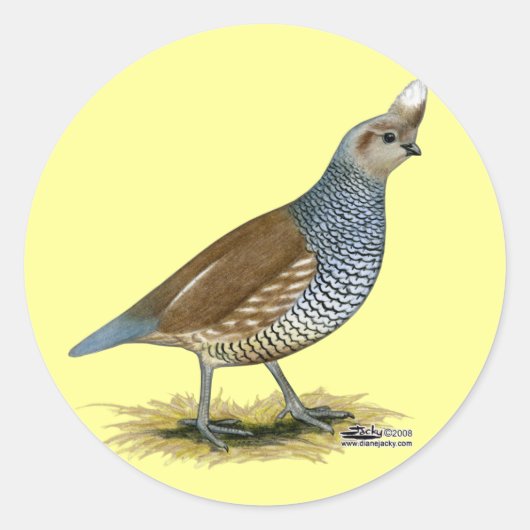 Scaled Quail Ronde Sticker (Voorkant)
