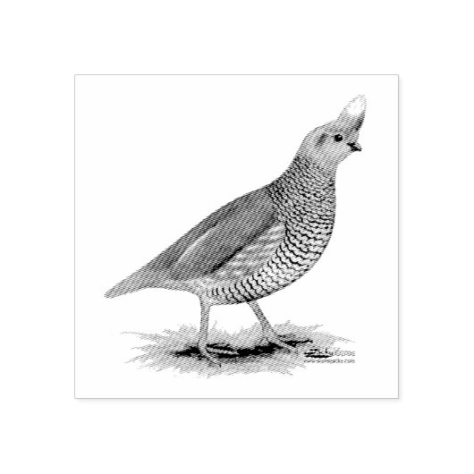Scaled Quail Rubberstempel (Afrduk)