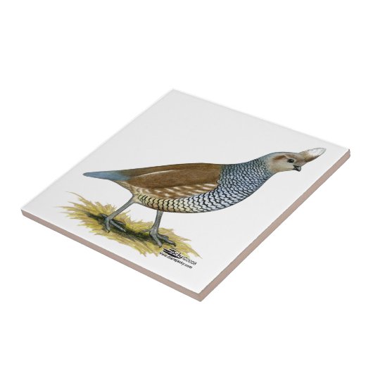 Scaled Quail Tegeltje (Zijkant)