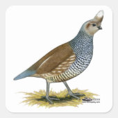 Scaled Quail Vierkante Sticker (Voorkant)