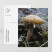 Scaley Mushroom op Unalaska Island Briefkaart (Voorkant / Achterkant)