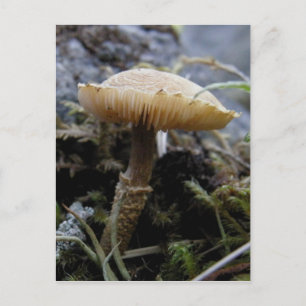 Scaley Mushroom op Unalaska Island Briefkaart