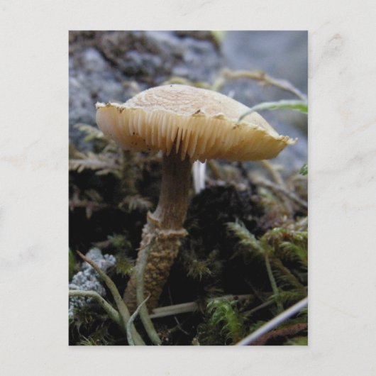 Scaley Mushroom op Unalaska Island Briefkaart (Voorkant)
