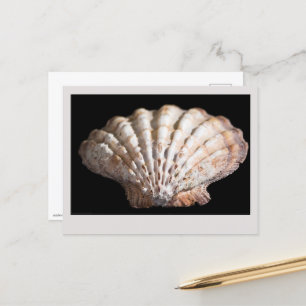 Scallop 3236 briefkaart