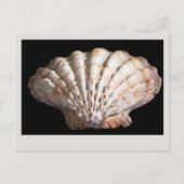 Scallop 3236 briefkaart (Voorkant)