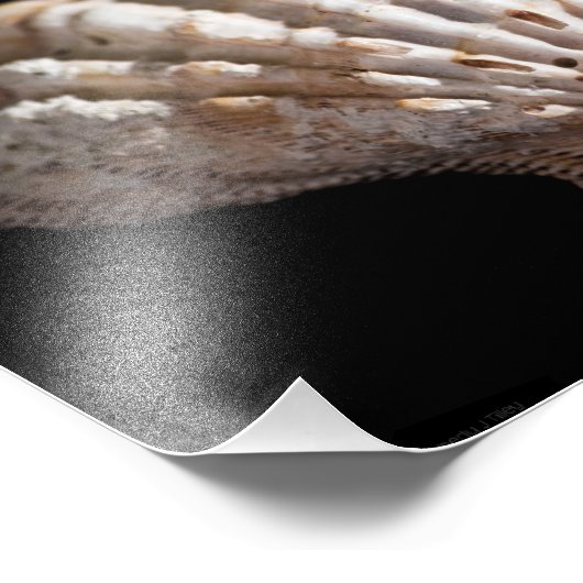 Scallop 3236 foto afdruk (Hoek)