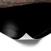 Scallop 3236 perfect poster (Hoek)