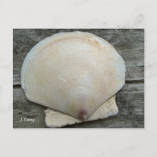Scallop Shell Briefkaart