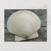 Scallop Shell Briefkaart (Voorkant)