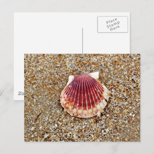 Scallop Shell - briefkaart (Voorkant / Achterkant)