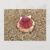 Scallop Shell - briefkaart (Voorkant)