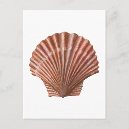 Scallop Shell Briefkaart (Voorkant)