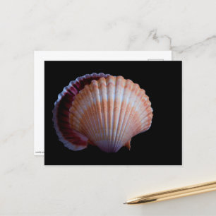 Scallop Shell-Briefkaart Briefkaart