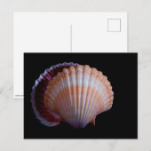 Scallop Shell-Briefkaart Briefkaart (Voorkant / Achterkant)