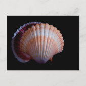 Scallop Shell-Briefkaart Briefkaart (Voorkant)