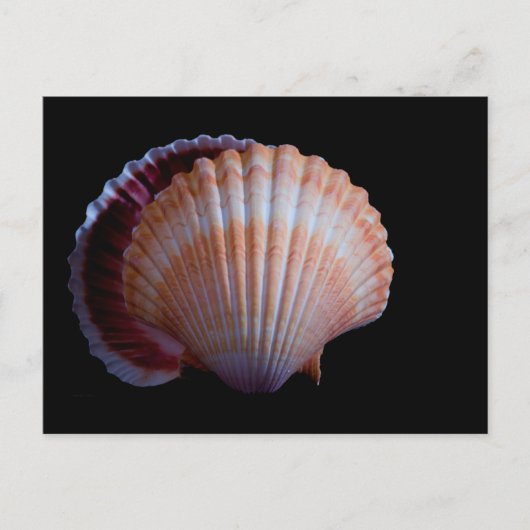 Scallop Shell-Briefkaart Briefkaart (Voorkant)