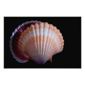 Scallop Shell Foto Afdruk (Voorkant)