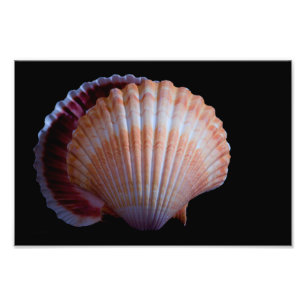 Scallop Shell Foto Afdruk