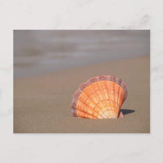 Scallop Shell| Kreta, Griekenland Briefkaart (Voorkant)