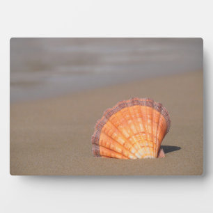 Scallop Shell  Kreta, Griekenland Fotoplaat